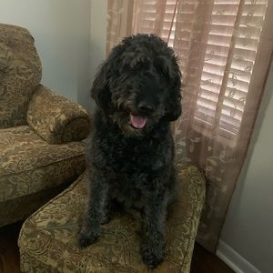 Meet your Posher, Laura